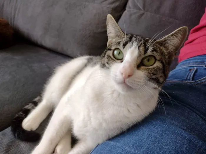 Gato ra a SRD idade 1 ano nome Mariola