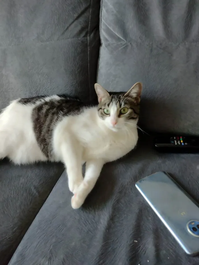Gato ra a SRD idade 1 ano nome Mariola