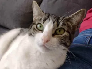 Gato raça SRD idade 1 ano nome Mariola