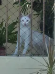 Gaspar