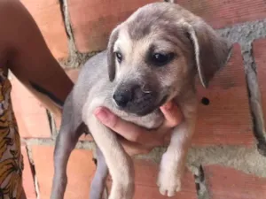 Cachorro raça  idade 2 a 6 meses nome ainda n tem nome