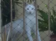 Gaspar