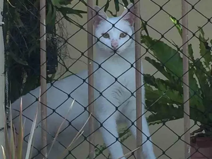 Gato ra a SRD idade 4 anos nome Gaspar