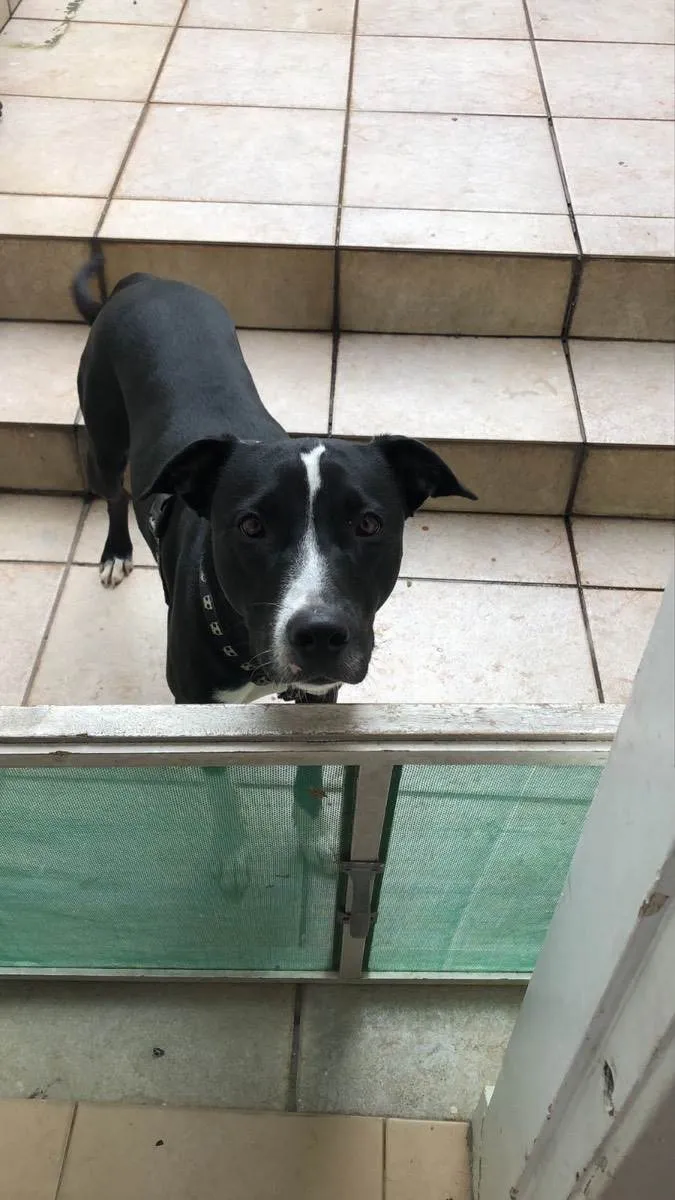 Cachorro ra a Vira lata  idade 1 ano nome Maui 