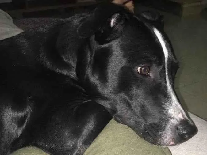 Cachorro ra a Vira lata  idade 1 ano nome Maui 