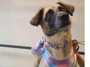 Cachorro raça SRD idade 2 anos nome Pipoca