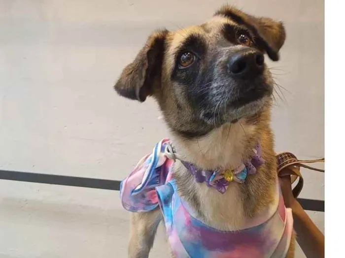 Cachorro raça SRD idade 2 anos nome Pipoca