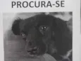 Pretinha