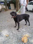 Buiu
