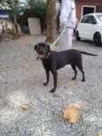 Buiu