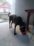 Buiu