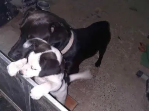 Cachorro raça Labrador com viralata  idade 1 ano nome Bruce. Filhote