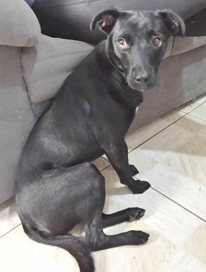 Cachorro raça SRD idade 1 ano nome MEL, CASTRADA