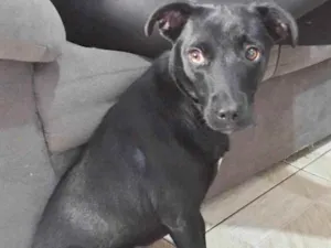 Cachorro raça SRD idade 1 ano nome MEL, CASTRADA