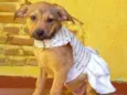 Cachorro raça SRD idade 2 a 6 meses nome TECA, FILHOTINHA