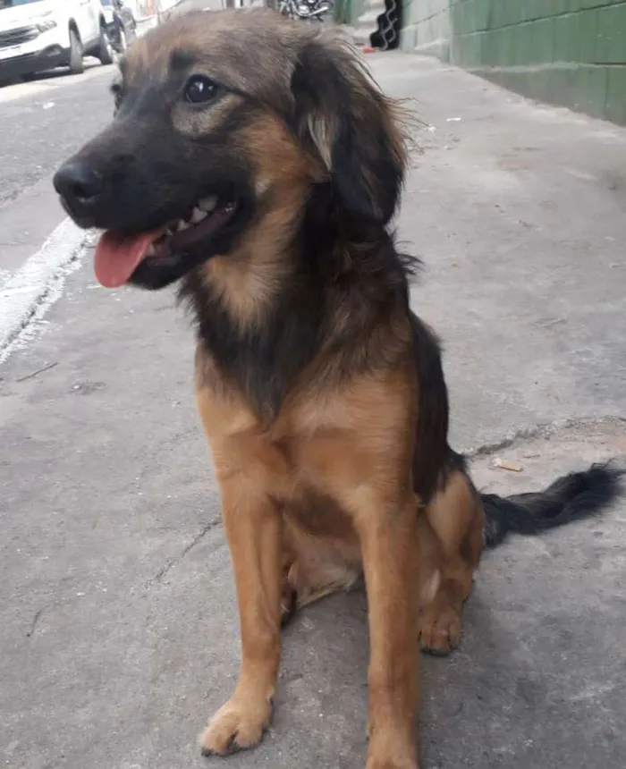 Cachorro raça SRD idade 2 a 6 meses nome LILICA, 6 MESES 
