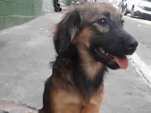 Cachorro raça SRD idade 2 a 6 meses nome LILICA, 6 MESES 