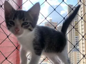 Gato raça  idade  nome Não tem nome ainda 