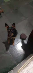 Shitara
