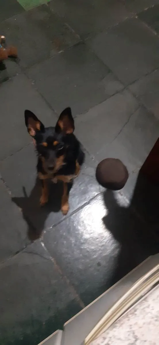 Cachorro raça Filha de pincher com pudo idade 7 a 11 meses nome Shitara