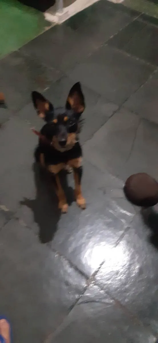 Cachorro raça Filha de pincher com pudo idade 7 a 11 meses nome Shitara