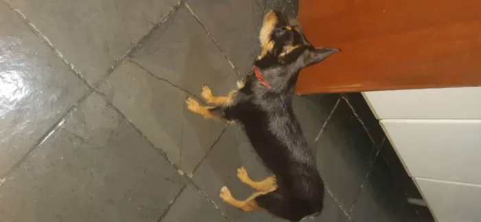 Cachorro raça Filha de pincher com pudo idade 7 a 11 meses nome Shitara