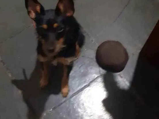 Cachorro raça Filha de pincher com pudo idade 7 a 11 meses nome Shitara