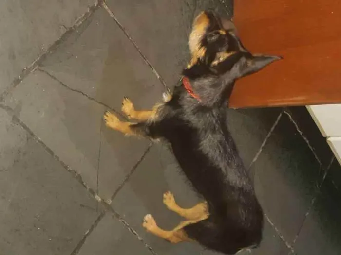 Cachorro raça Filha de pincher com pudo idade 7 a 11 meses nome Shitara