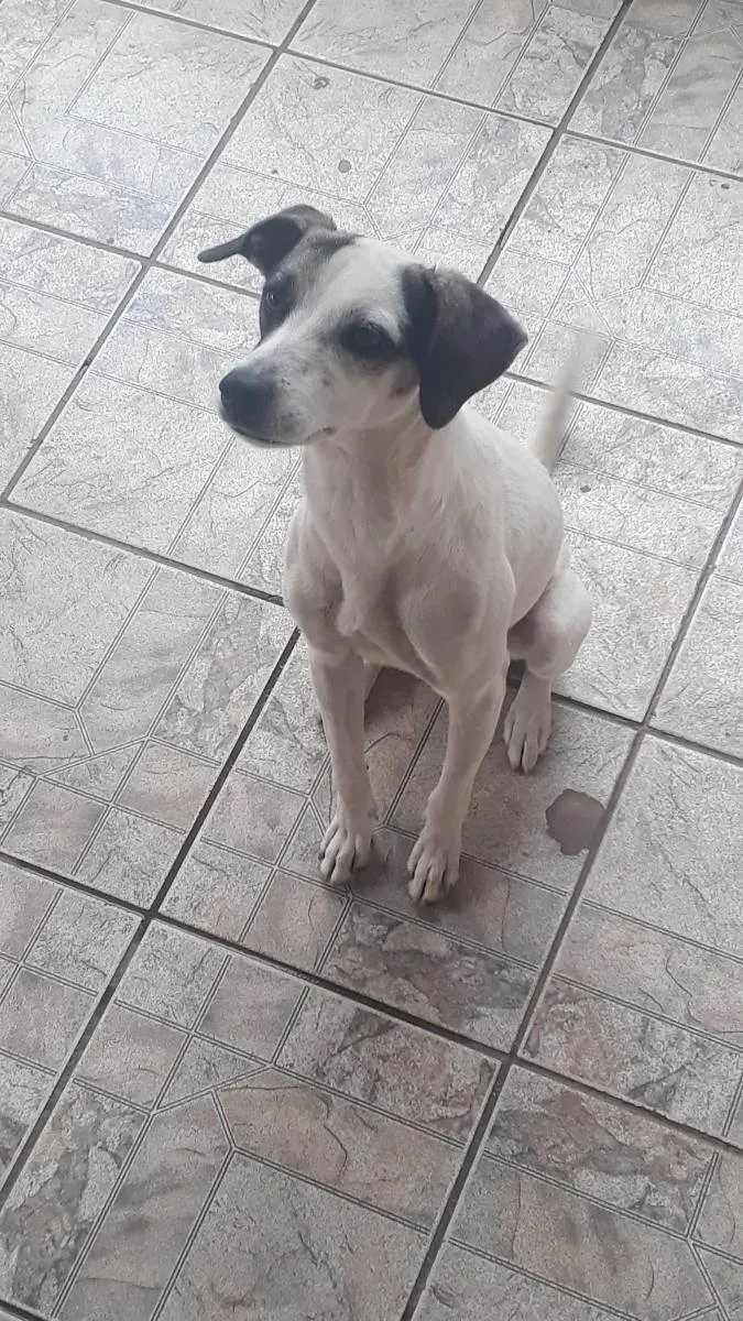 Cachorro ra a Vira lata idade 2 anos nome Jack