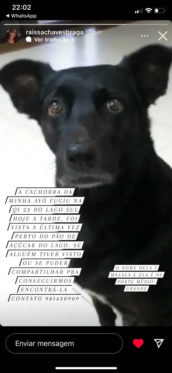 Cachorro ra a SRD idade 2 anos nome Malala