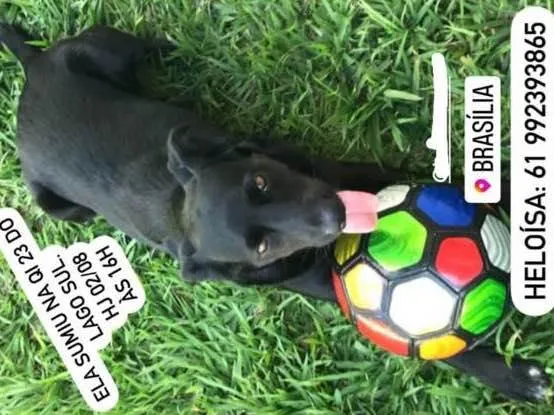 Cachorro ra a SRD idade 2 anos nome Malala