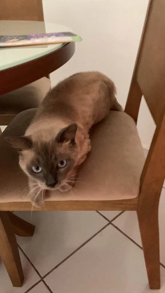 Gato raça Siamês idade 7 a 11 meses nome Joãozinho 