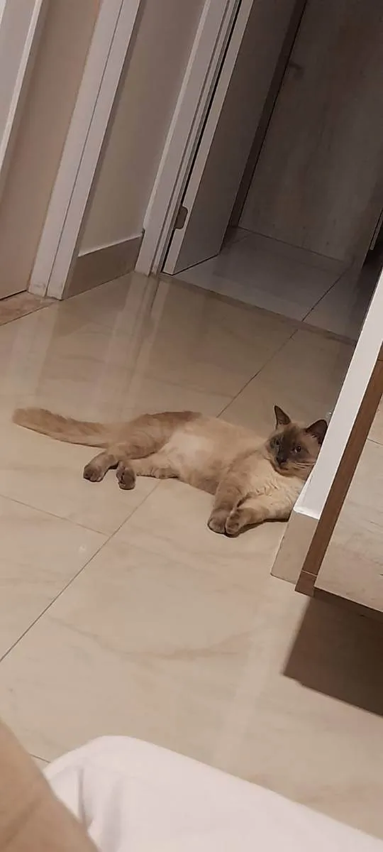 Gato raça Siamês idade 7 a 11 meses nome Joãozinho 