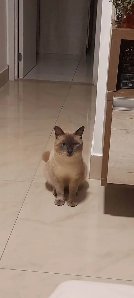 Gato raça Siamês idade 7 a 11 meses nome Joãozinho 