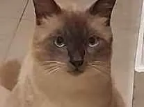 Gato raça Siamês idade 7 a 11 meses nome Joãozinho 