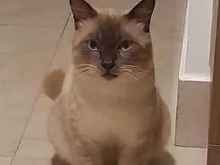 Gato raça Siamês idade 7 a 11 meses nome Joãozinho 