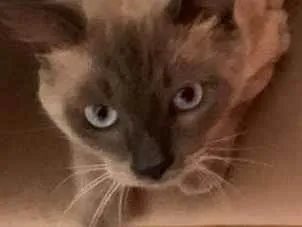 Gato raça Siamês idade 7 a 11 meses nome Joãozinho 