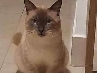 Gato raça Siamês idade 7 a 11 meses nome Joãozinho 