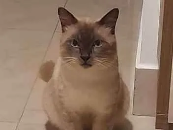 Gato raça Siamês idade 7 a 11 meses nome Joãozinho 