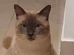 Gato raça Siamês idade 7 a 11 meses nome Joãozinho 