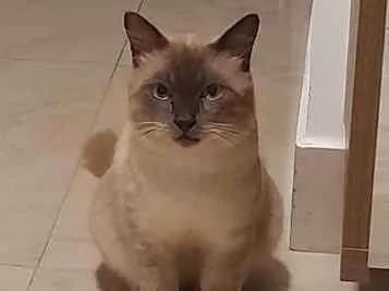Gato raça Siamês idade 7 a 11 meses nome Joãozinho 