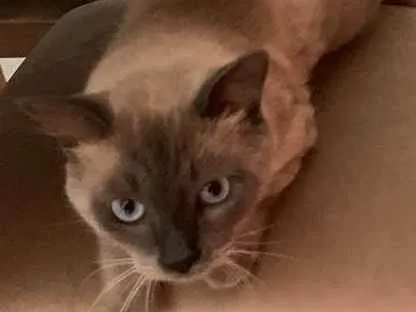 Gato raça Siamês idade 7 a 11 meses nome Joãozinho 