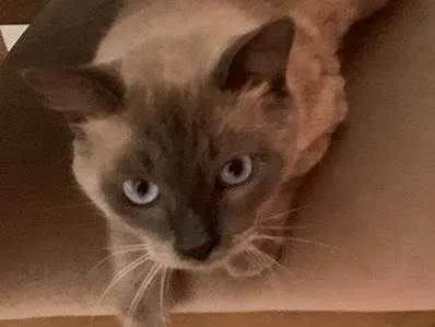 Gato raça Siamês idade 7 a 11 meses nome Joãozinho 