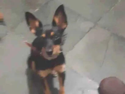 Cachorro raça Filha de pincher com pudo idade 7 a 11 meses nome Shitara