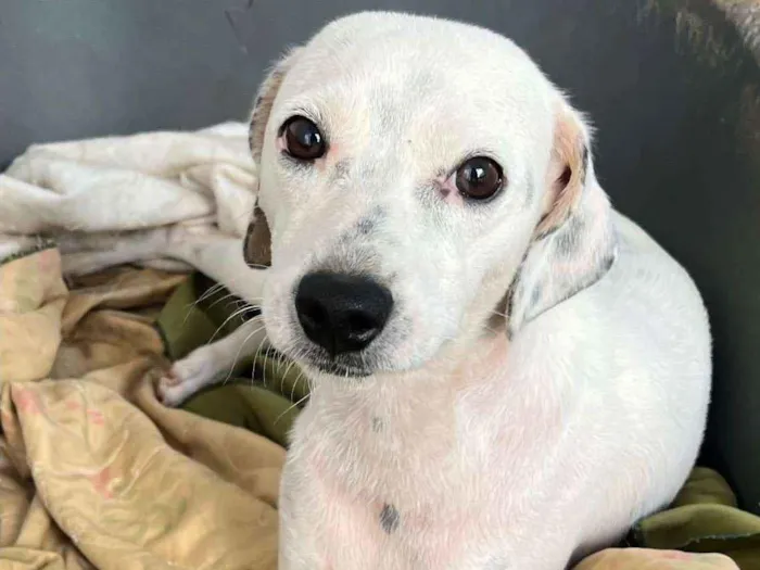 Cachorro raça SRD idade 1 ano nome Pandora