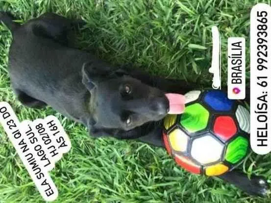 Cachorro ra a SRD idade 2 anos nome Malala