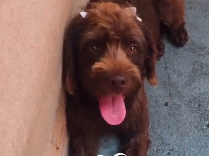 Cachorro raça Vira lata - não sei exatamente idade 2 anos nome NinA