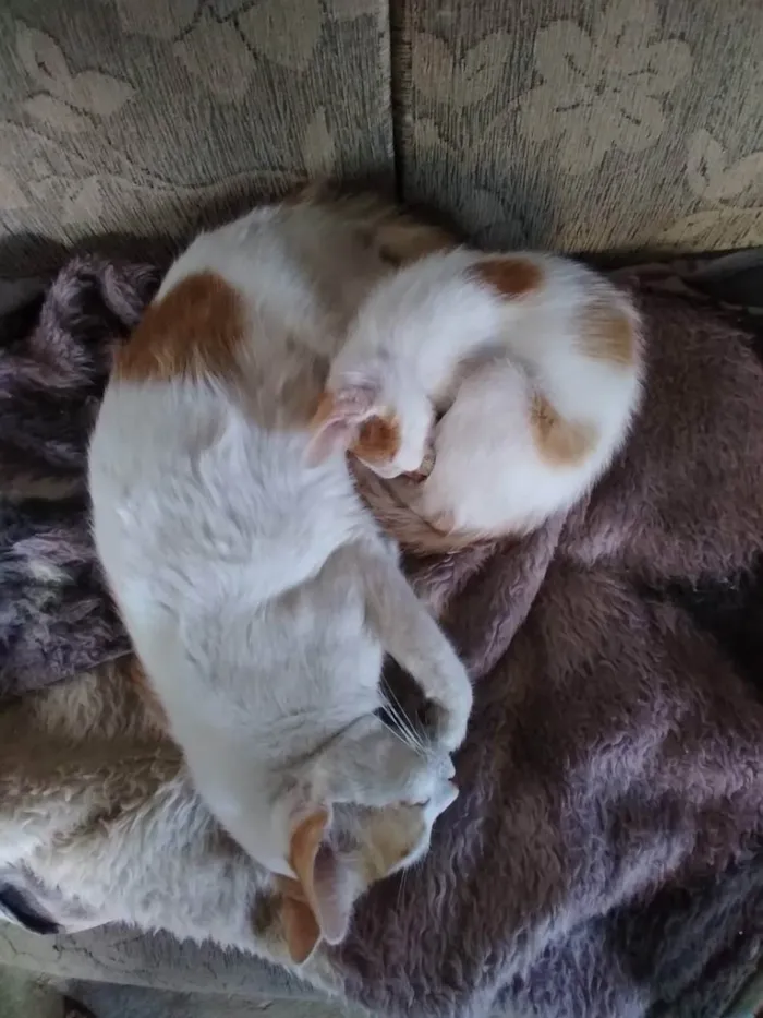 Gato raça  idade  nome Brisa e Garfield 