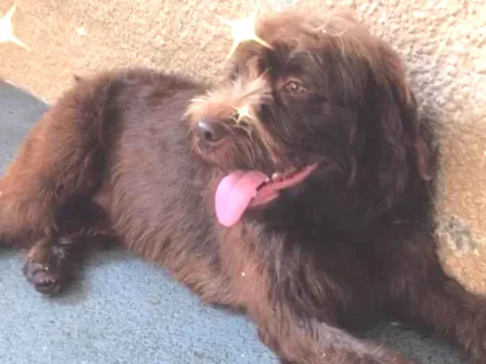 Cachorro raça Vira lata - não sei exatamente idade 2 anos nome NinA