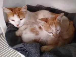 Gato raça  idade  nome Brisa e Garfield 